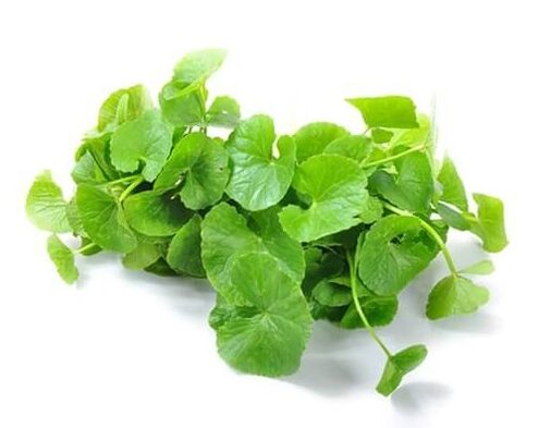 Weiprost vsebuje gotu kola (Centella asiatica)